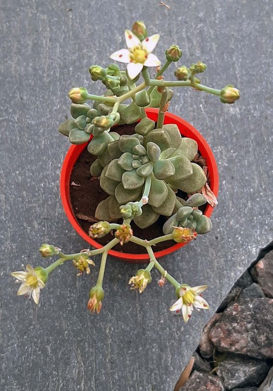 Una foto de Graptopetalum mendozae  