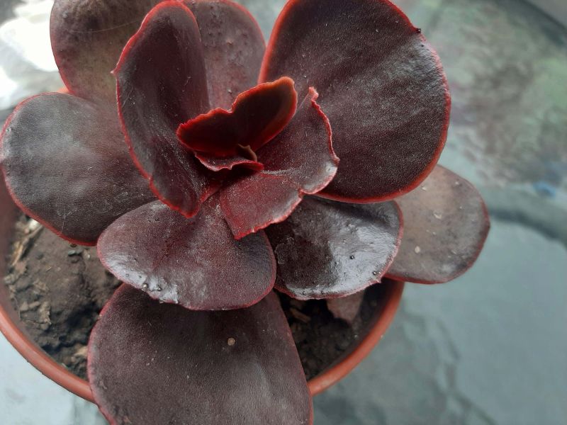 A photo of Echeveria Mahogany Rose ( E. fimbriata x E. sp.) (HIBRIDO)