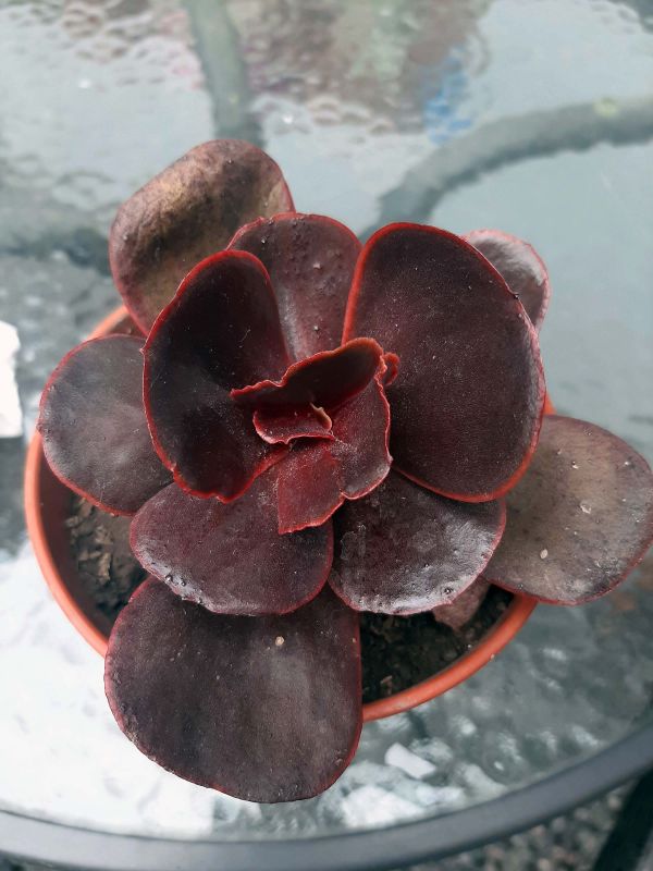 A photo of Echeveria Mahogany Rose ( E. fimbriata x E. sp.) (HIBRIDO)