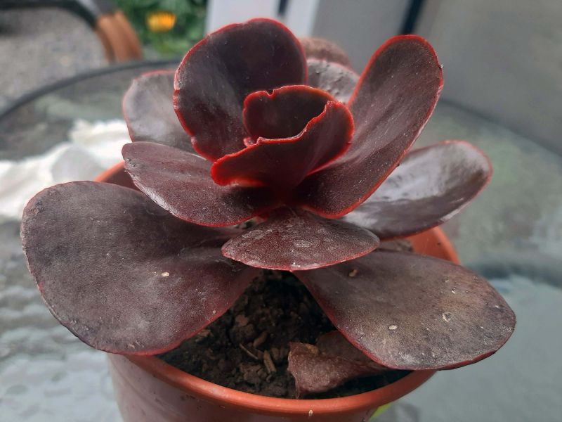 A photo of Echeveria Mahogany Rose ( E. fimbriata x E. sp.) (HIBRIDO)