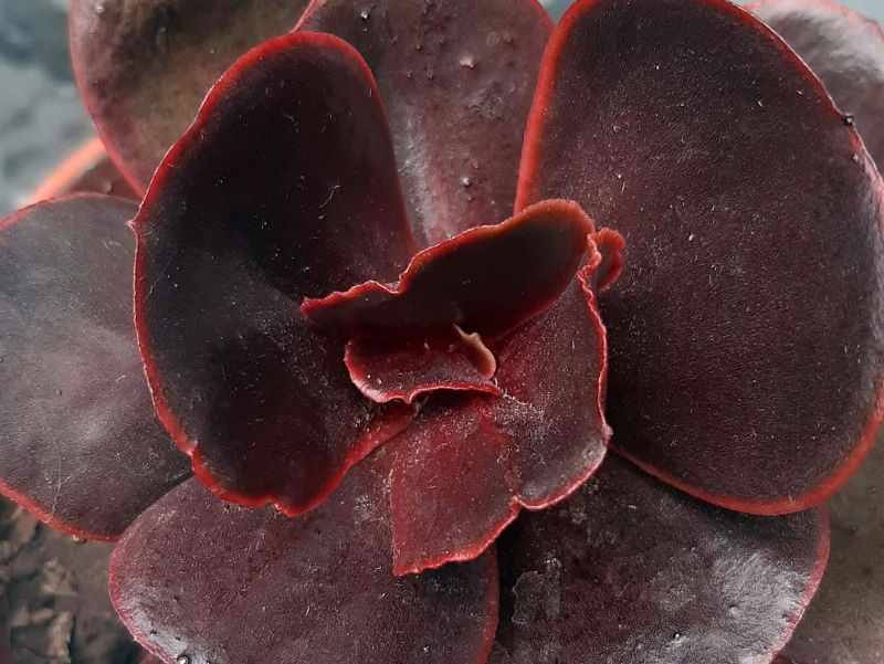 A photo of Echeveria Mahogany Rose ( E. fimbriata x E. sp.) (HIBRIDO)