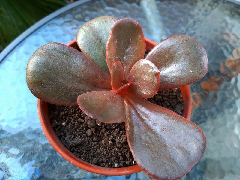 A photo of Echeveria Mahogany Rose ( E. fimbriata x E. sp.) (HIBRIDO)