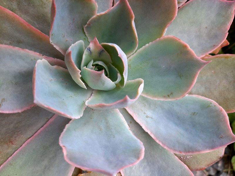 A photo of Echeveria Morning Light (Echeveria cante x E. shaviana) (HIBRIDO)