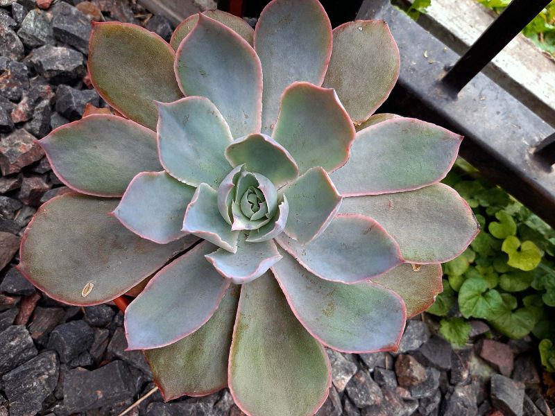 A photo of Echeveria Morning Light (Echeveria cante x E. shaviana) (HIBRIDO)