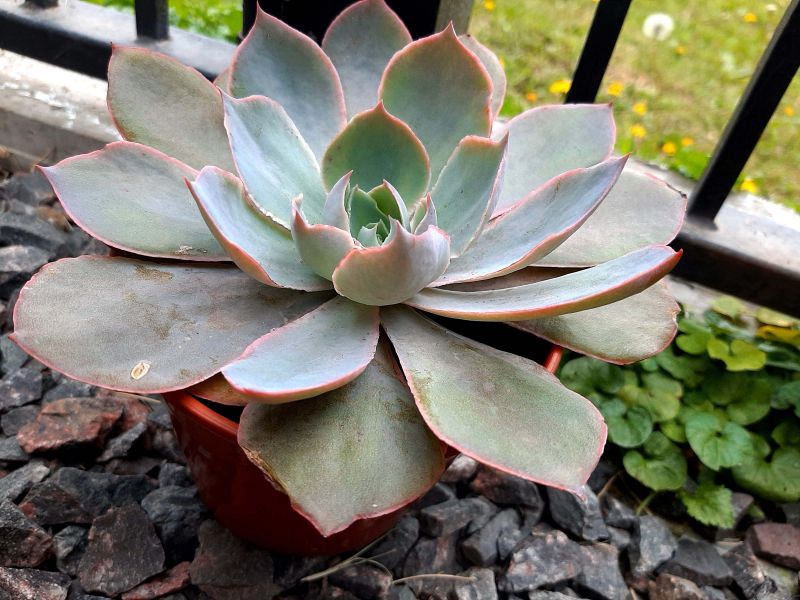 A photo of Echeveria Morning Light (Echeveria cante x E. shaviana) (HIBRIDO)