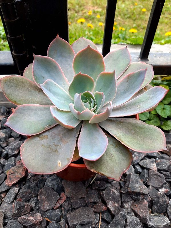 A photo of Echeveria Morning Light (Echeveria cante x E. shaviana) (HIBRIDO)