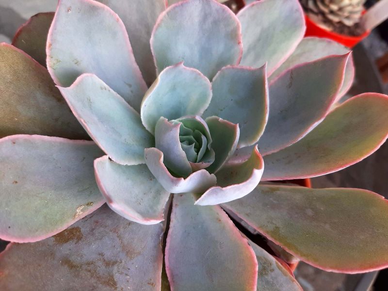 A photo of Echeveria Morning Light (Echeveria cante x E. shaviana) (HIBRIDO)