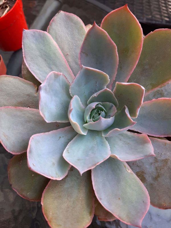 A photo of Echeveria Morning Light (Echeveria cante x E. shaviana) (HIBRIDO)