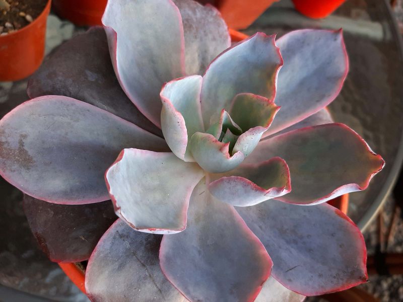 A photo of Echeveria Afterglow (Echeveria cante x E. shaviana) (HIBRIDO)
