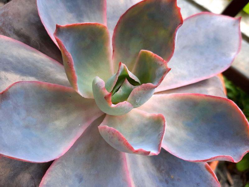A photo of Echeveria Afterglow (Echeveria cante x E. shaviana) (HIBRIDO)