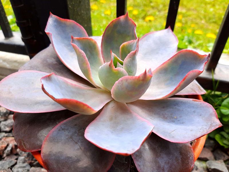A photo of Echeveria Afterglow (Echeveria cante x E. shaviana) (HIBRIDO)