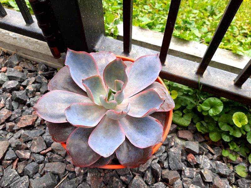 A photo of Echeveria Afterglow (Echeveria cante x E. shaviana) (HIBRIDO)