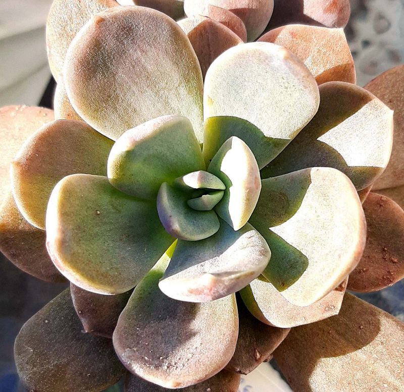 A photo of Cremneria x mutabilis
