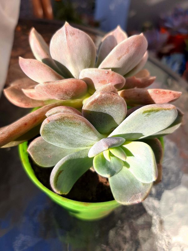A photo of Cremneria x mutabilis