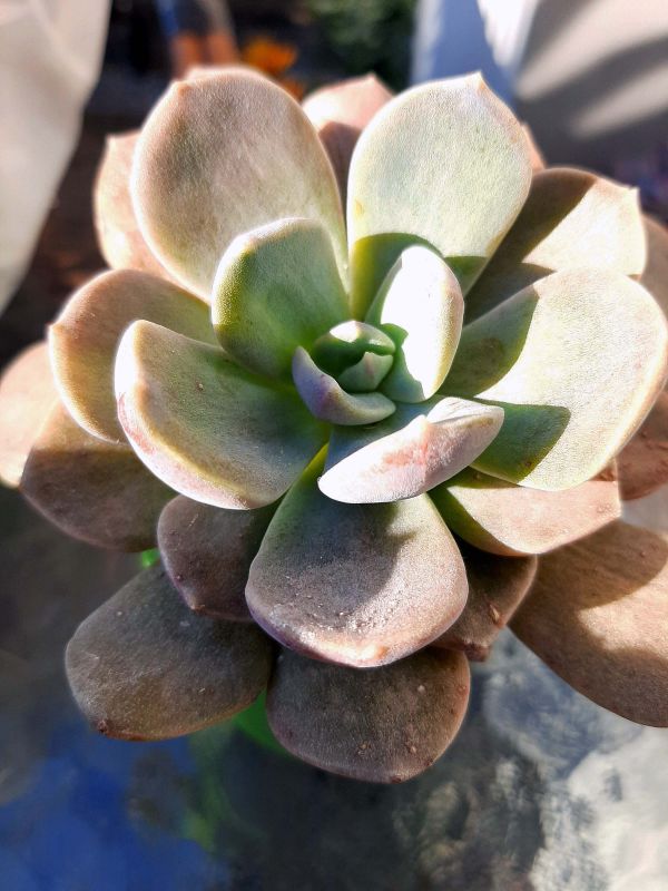 A photo of Cremneria x mutabilis