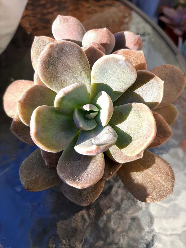 A photo of Cremneria x mutabilis