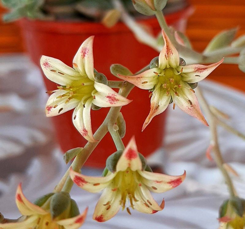 Una foto de Graptoveria Margarete Reppin (Graptopetalum filiferum x Graptoveria Titubans) (HIBRIDO)