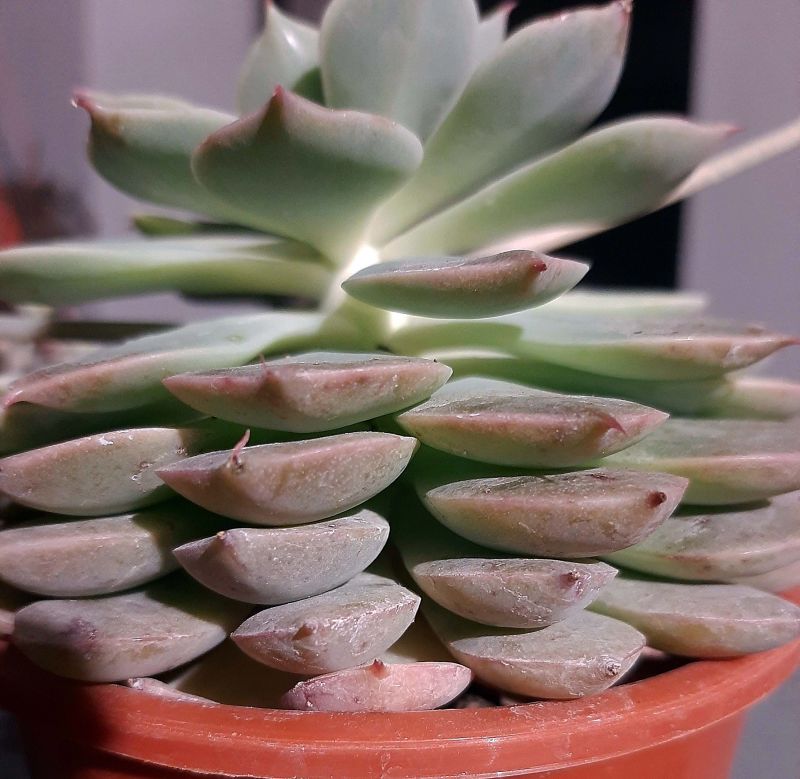 Una foto de Graptoveria Margarete Reppin (Graptopetalum filiferum x Graptoveria Titubans) (HIBRIDO)