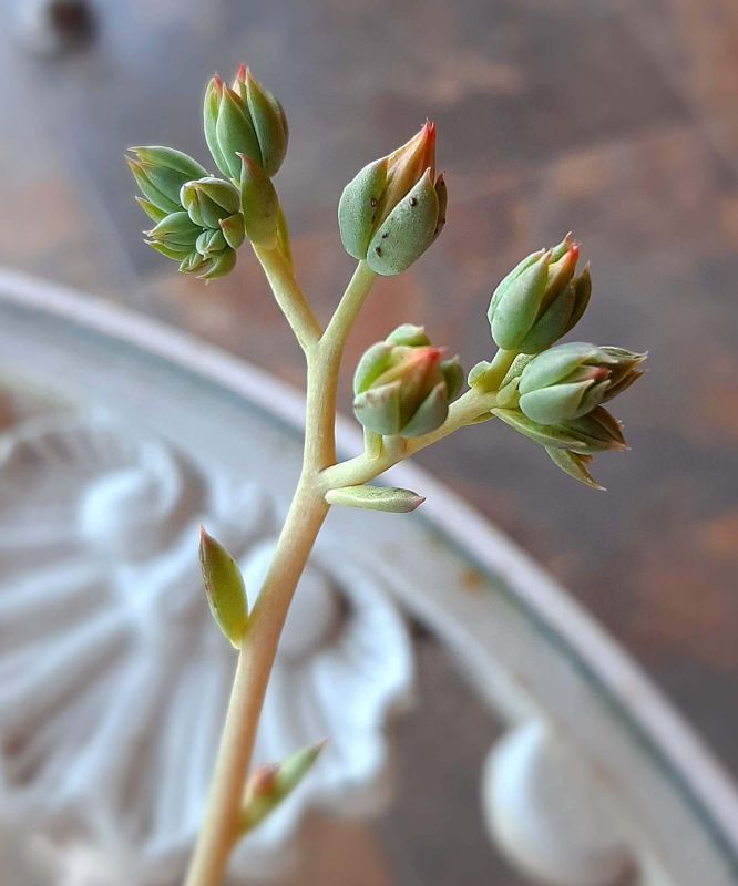 Una foto de Graptoveria Margarete Reppin (Graptopetalum filiferum x Graptoveria Titubans) (HIBRIDO)