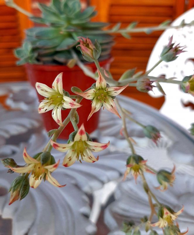 Una foto de Graptoveria Margarete Reppin (Graptopetalum filiferum x Graptoveria Titubans) (HIBRIDO)