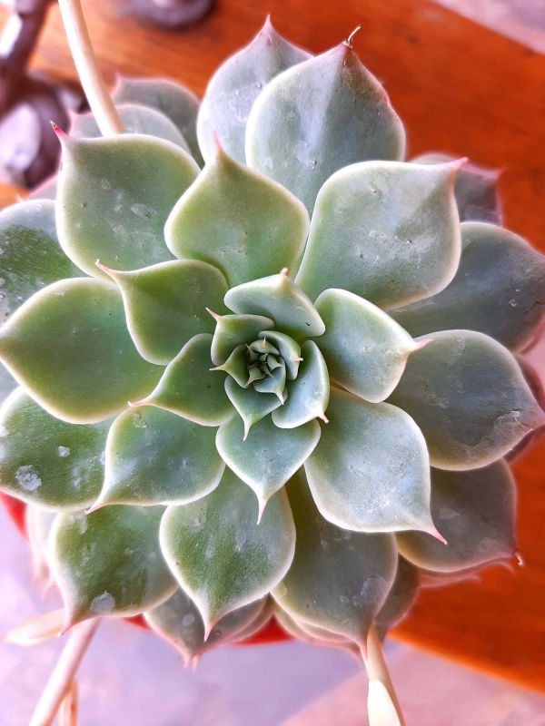 Una foto de Graptoveria Margarete Reppin (Graptopetalum filiferum x Graptoveria Titubans) (HIBRIDO)