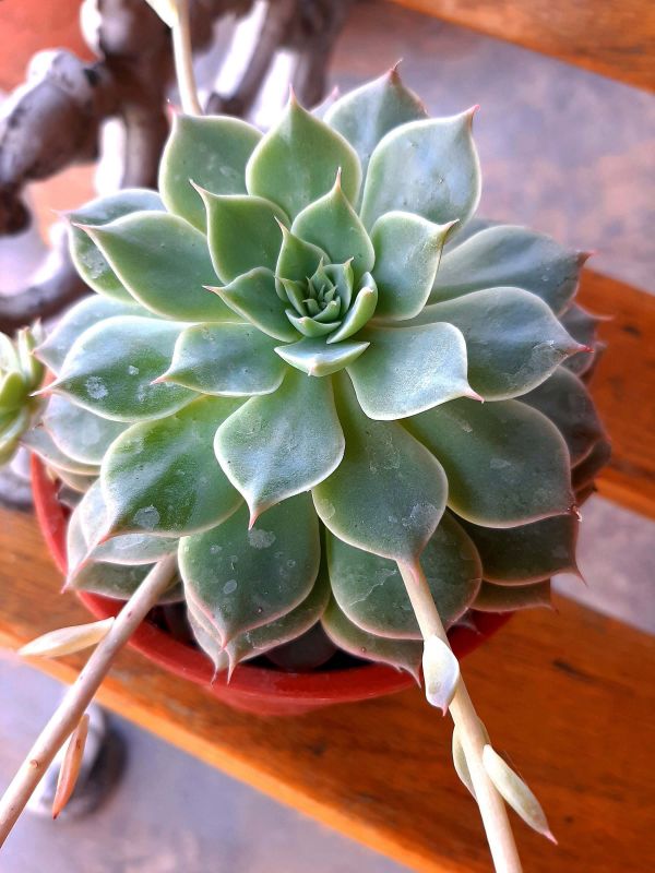 Una foto de Graptoveria Margarete Reppin (Graptopetalum filiferum x Graptoveria Titubans) (HIBRIDO)
