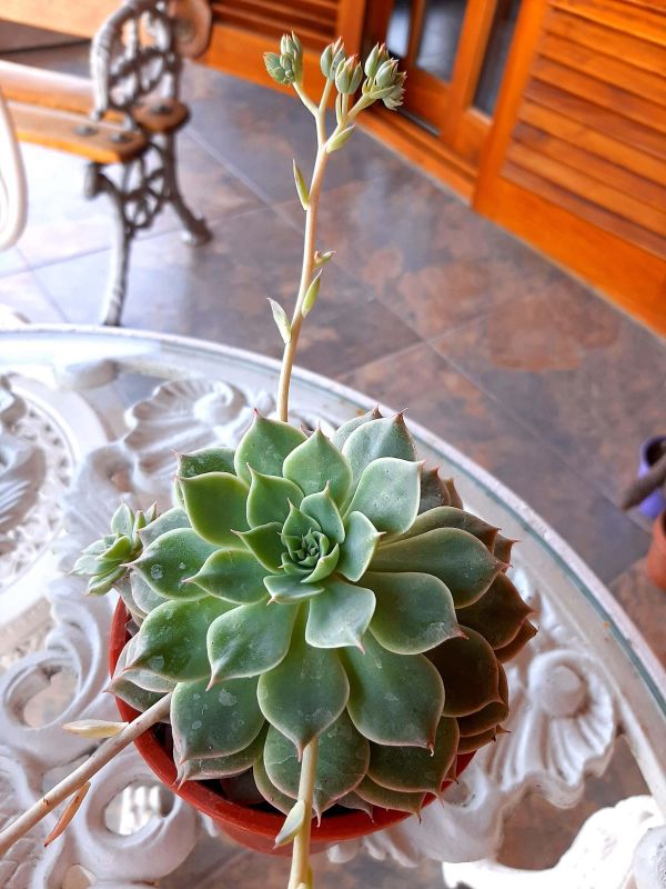 Una foto de Graptoveria Margarete Reppin (Graptopetalum filiferum x Graptoveria Titubans) (HIBRIDO)