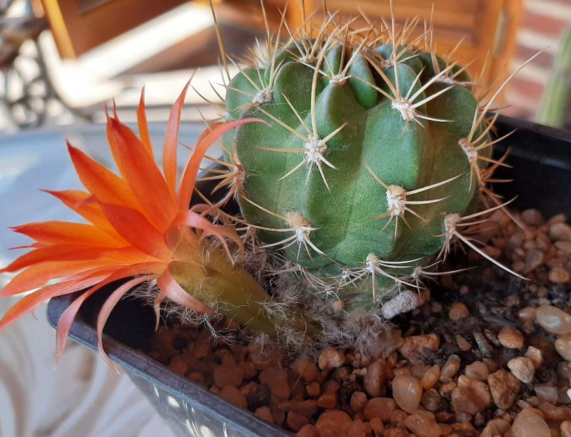 Photo of a cactus currently being identified