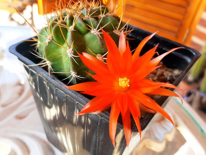 Photo of a cactus currently being identified