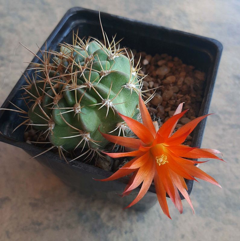 Photo of a cactus currently being identified