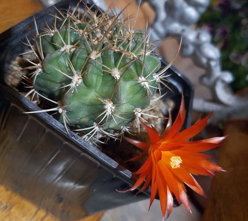 Photo of a cactus currently being identified