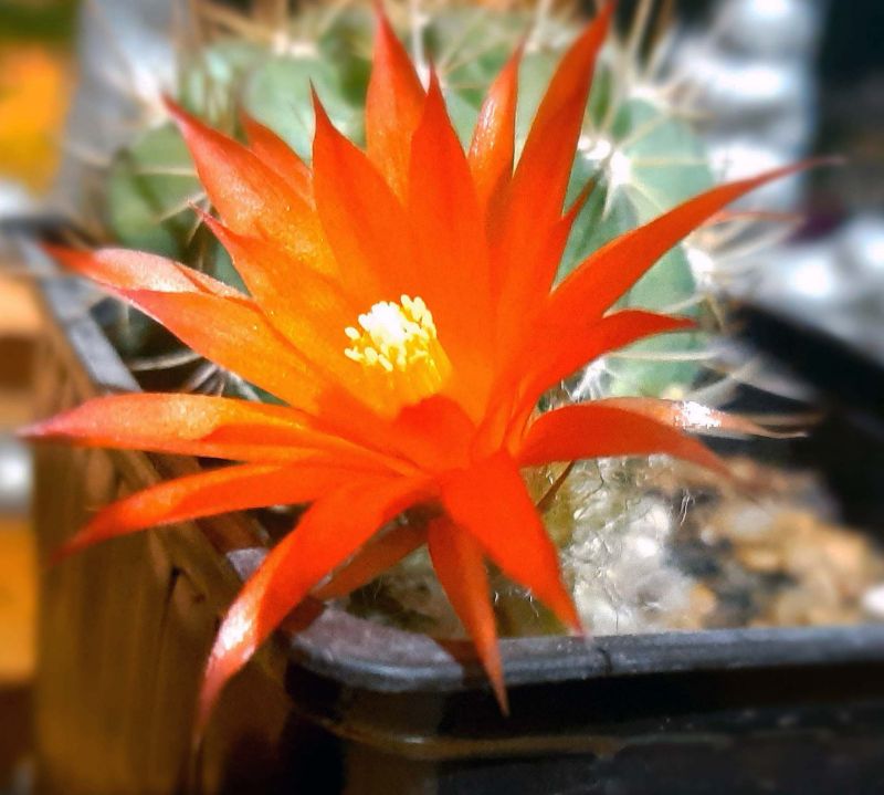 Photo of a cactus currently being identified
