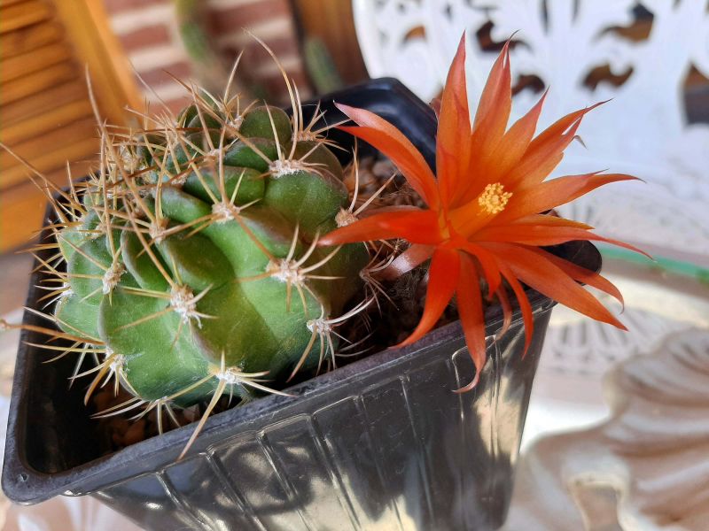 Photo of a cactus currently being identified