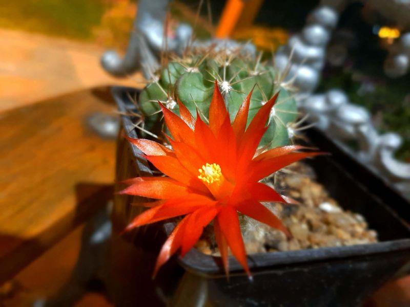 Photo of a cactus currently being identified