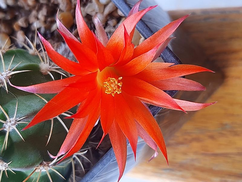 Photo of a cactus currently being identified