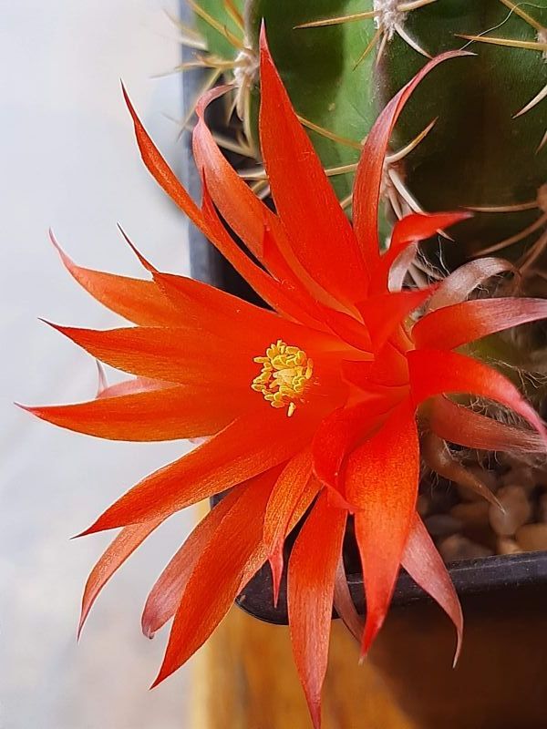 Photo of a cactus currently being identified