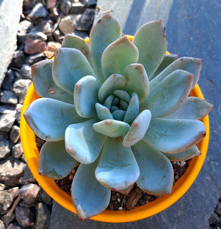 Photo of a cactus currently being identified