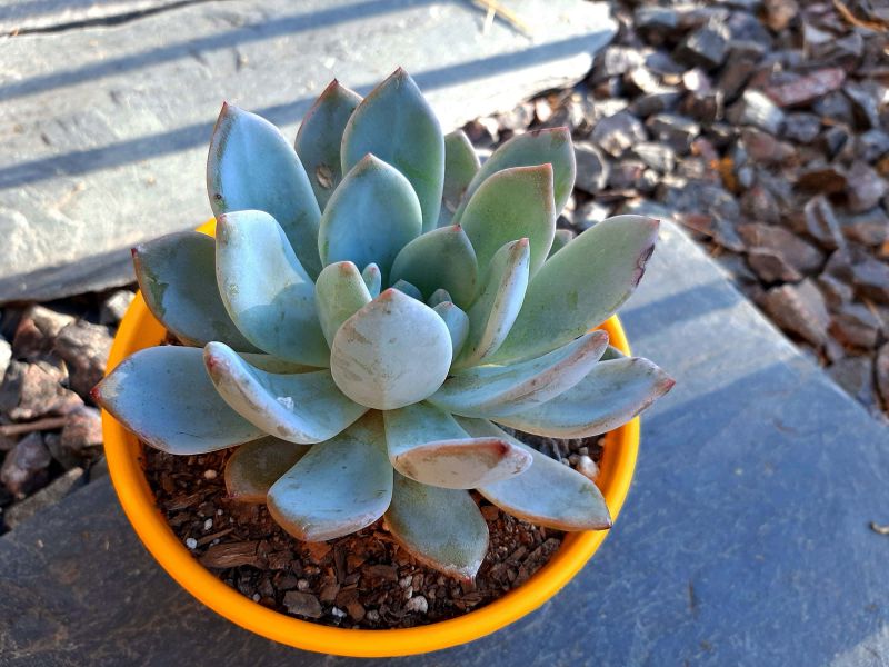 Photo of a cactus currently being identified