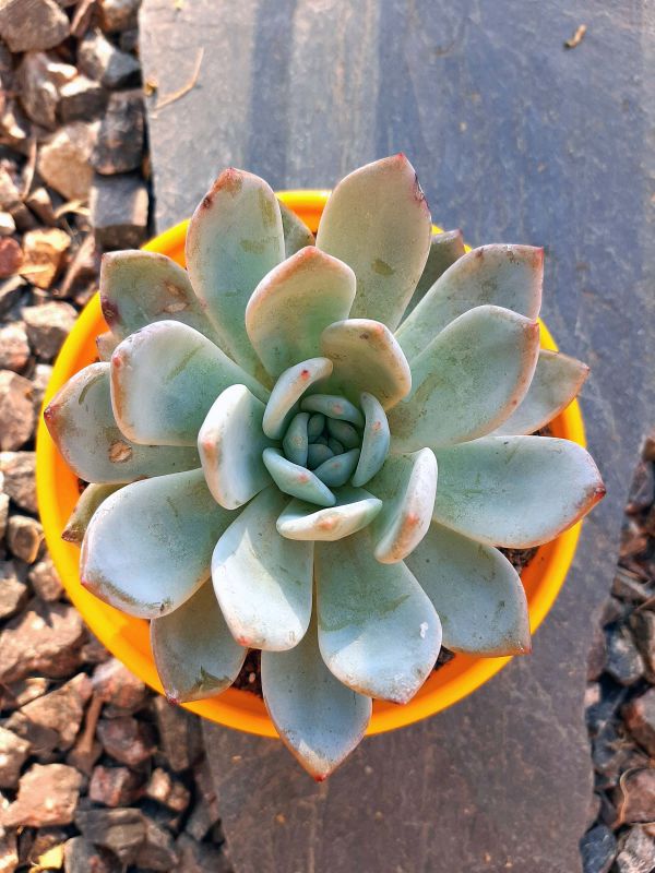 Photo of a cactus currently being identified