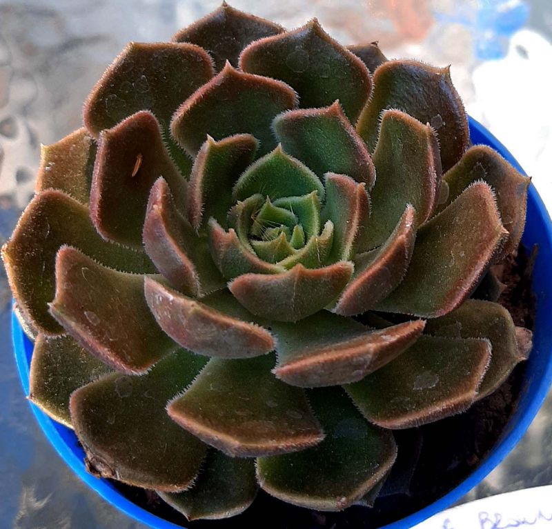 Photo of a cactus currently being identified