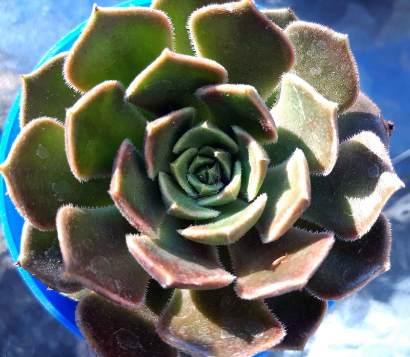 Photo of a cactus currently being identified