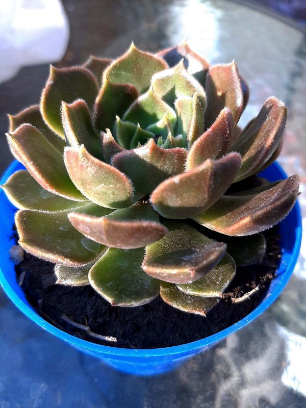 Photo of a cactus currently being identified