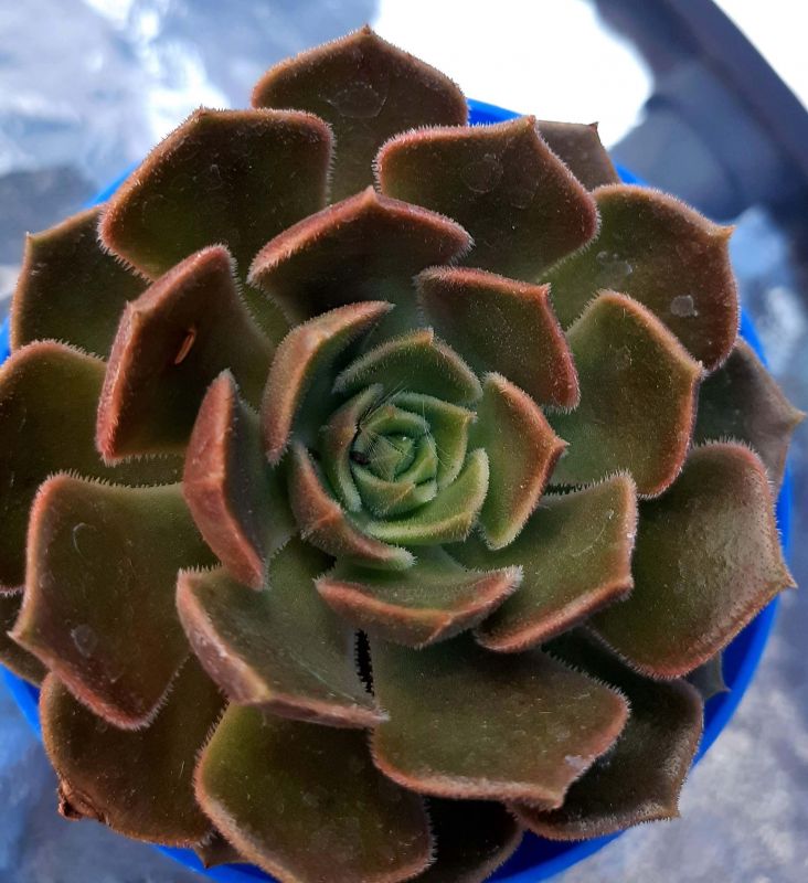 Photo of a cactus currently being identified