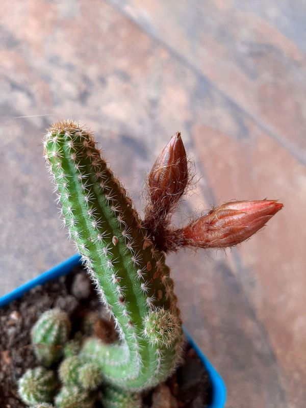 Una foto de Echinopsis chamaecereus