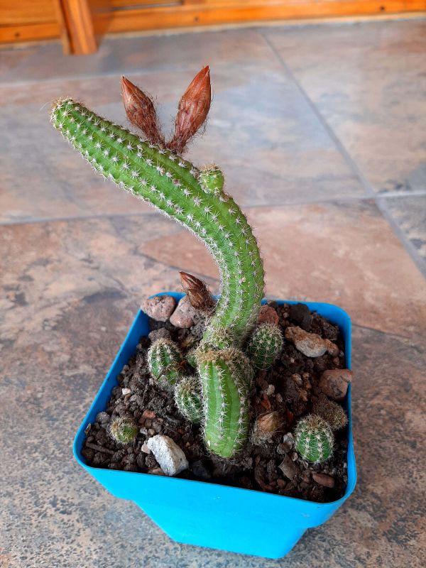 Una foto de Echinopsis chamaecereus