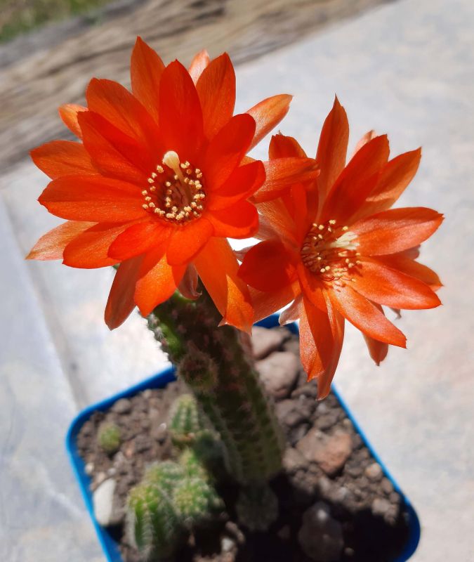 Una foto de Echinopsis chamaecereus