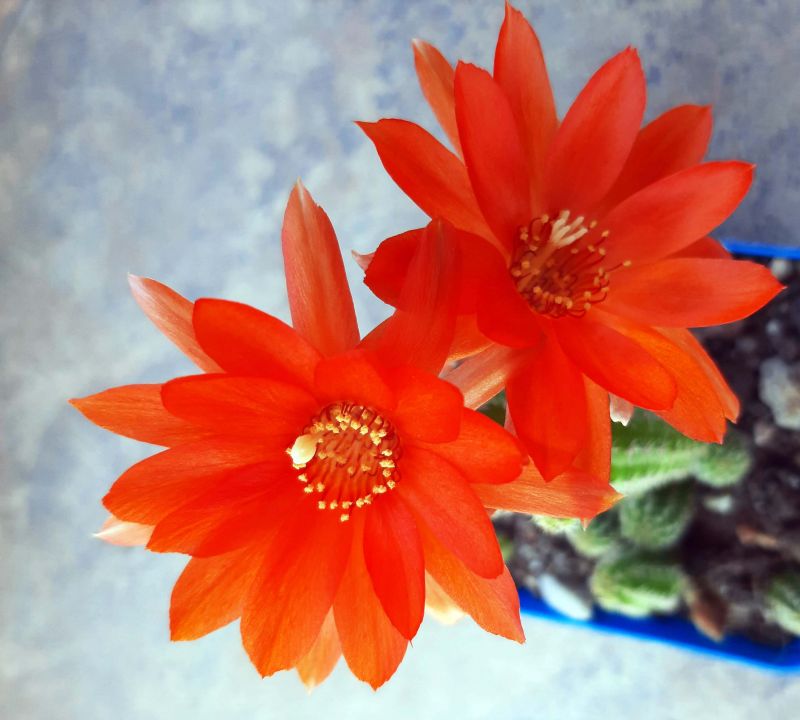 Una foto de Echinopsis chamaecereus