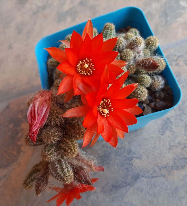 Una foto de Echinopsis chamaecereus