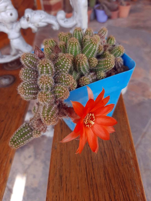 Una foto de Echinopsis chamaecereus