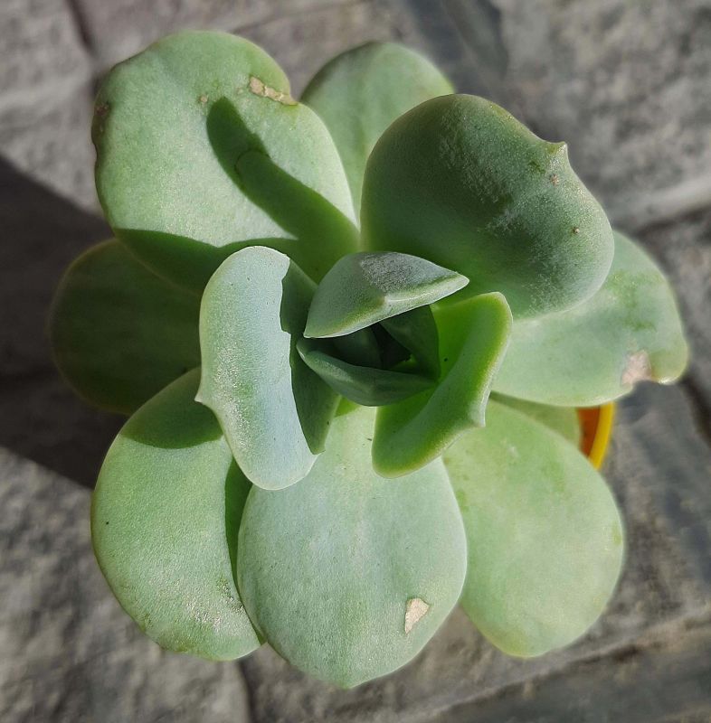 A photo of Graptoveria Lovely Rose